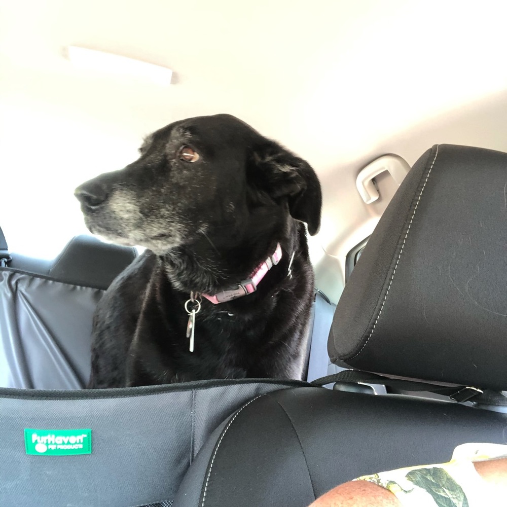 Meet your Posher, Toni